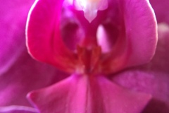 Orchids