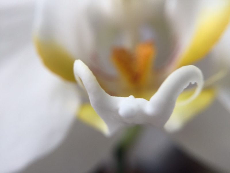 Horned Beauty