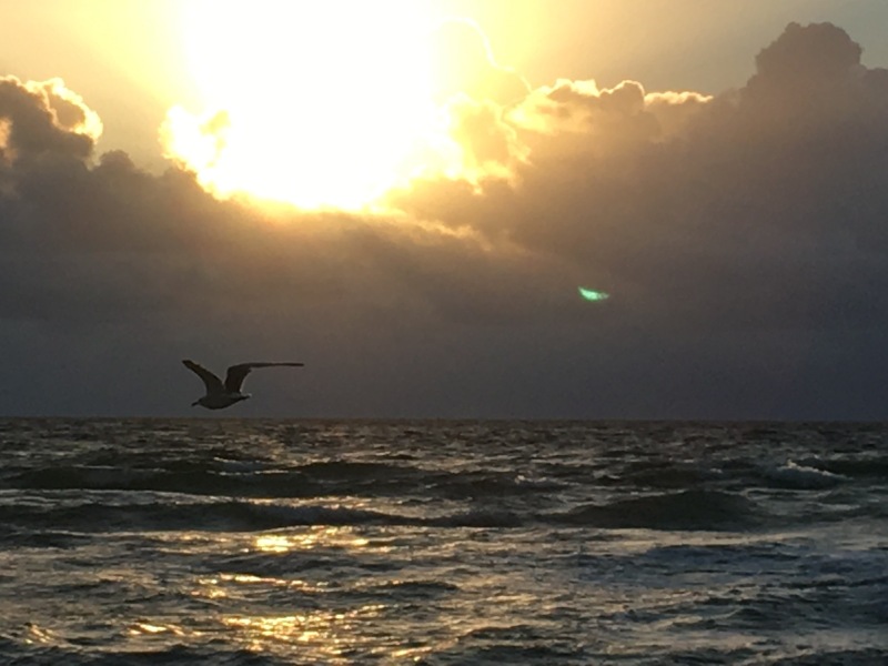 Bird Below the Light