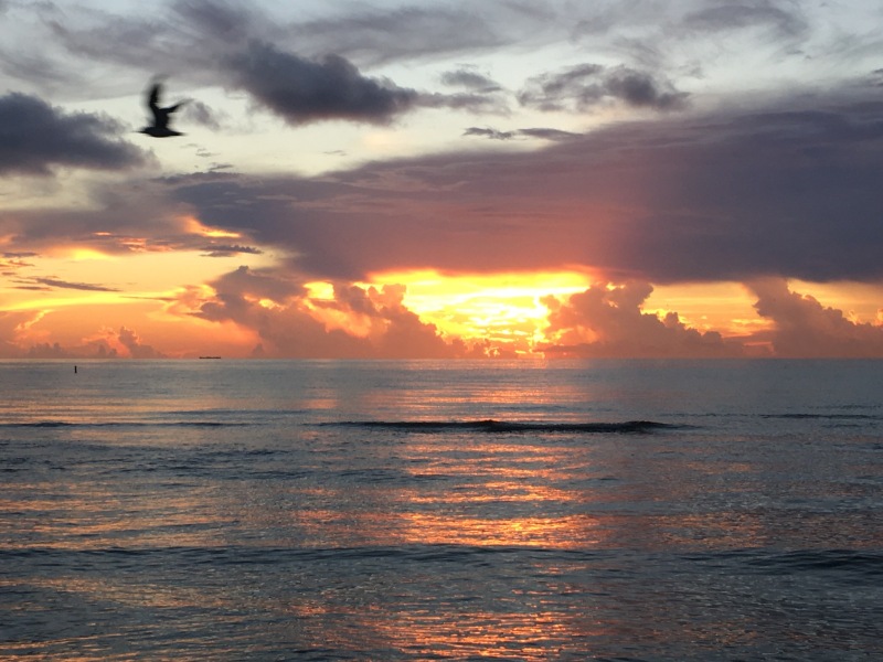 Bird Light