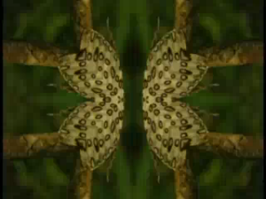 Leopard Moth